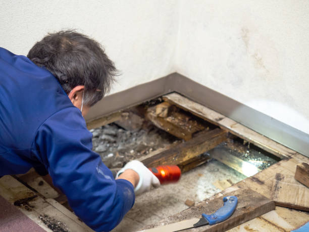 Best Emergency Mold Remediation in Edgerton, WI
