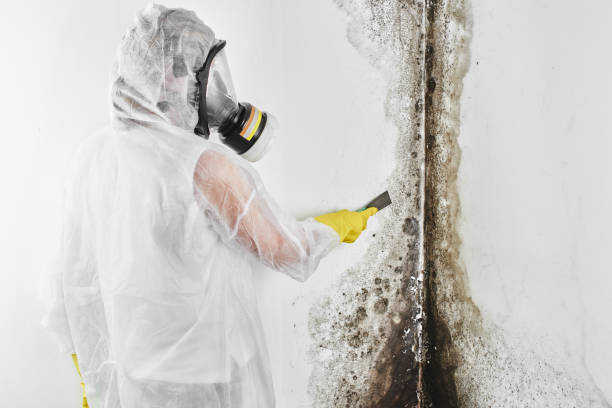 Best Black Mold Remediation in Edgerton, WI