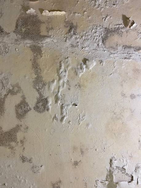 Best Attic Mold Remediation in Edgerton, WI