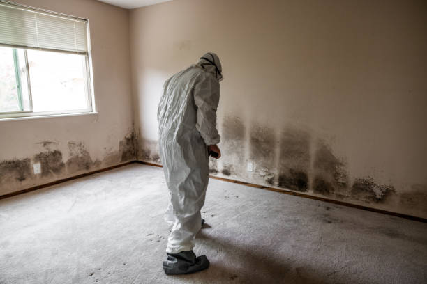 Best Crawl Space Mold Remediation in Edgerton, WI