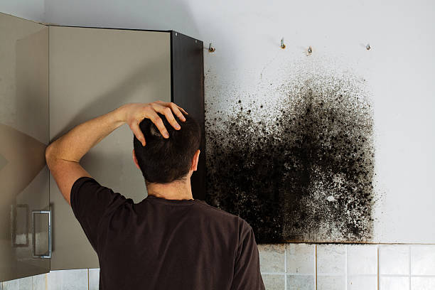 Best Localized Mold Remediation (e.g., coastal areas, humid climates) in Edgerton, WI