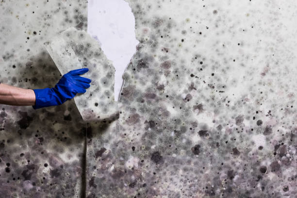 Best Post-Flood Mold Remediation in Edgerton, WI